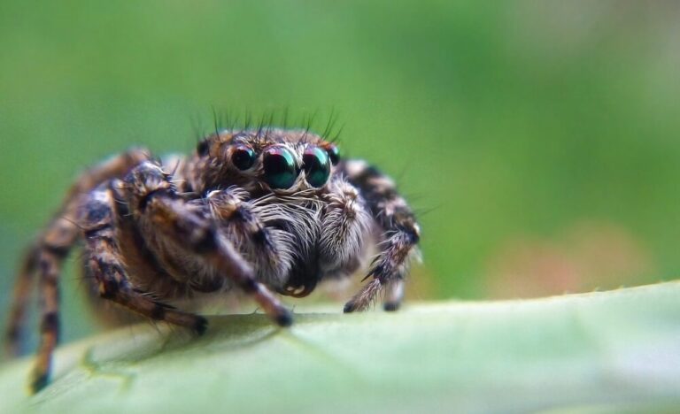 ピアノ「タランテラ」それぞれの難易度【解説あり】 芸術の家ピアノ教室blog